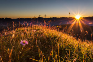 Flower, aster, meadow Flower, aster, meadow